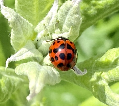 iNaturalist observation photo of Asian Lady Beetle