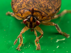 Megacopta laeviventris