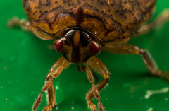 Megacopta laeviventris