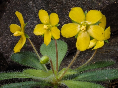 Lysimachia alpestris