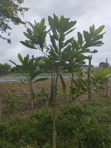 Massive Espavel tree with buttress roots