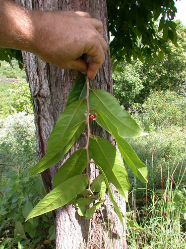 Glochidion marchionicum observed 2004-06-19