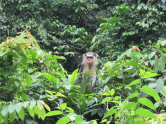 Cercopithecus campbelli