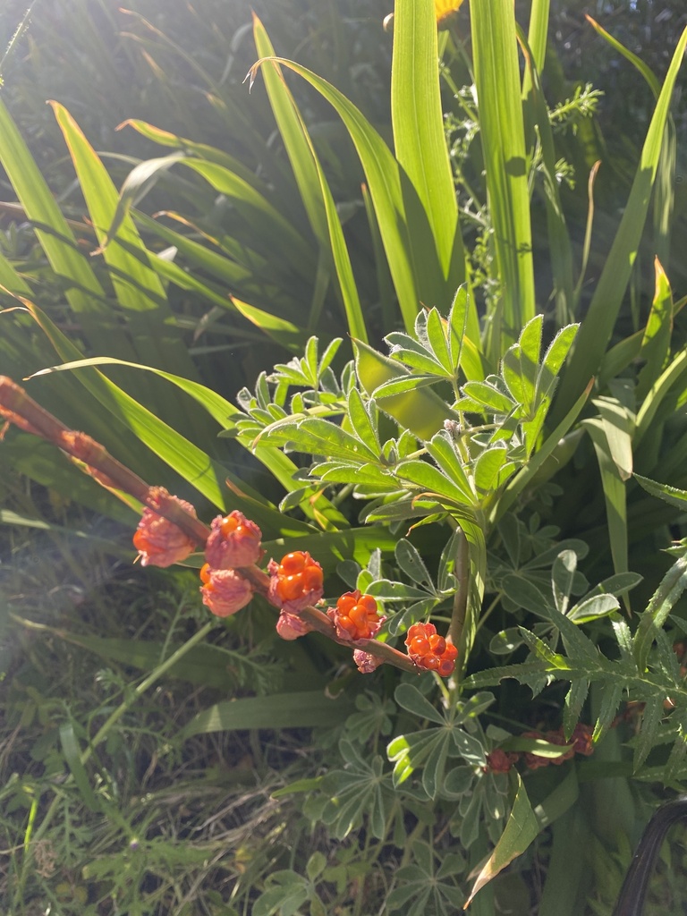 Chasmanthe floribunda, Sicilia, Milazzo, Sicilia, IT, by pippogeraci