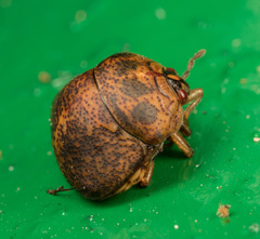 Megacopta laeviventris