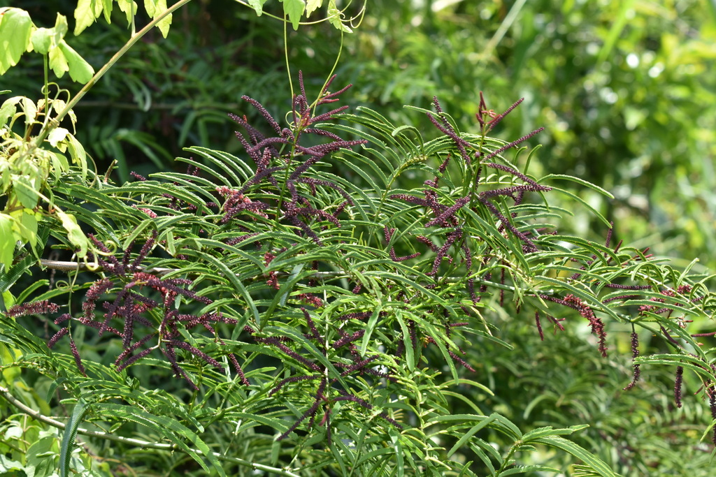 Piptadenia trisperma