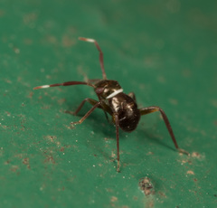 Pilophorus