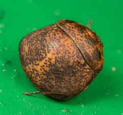 Megacopta laeviventris