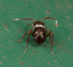 Pilophorus