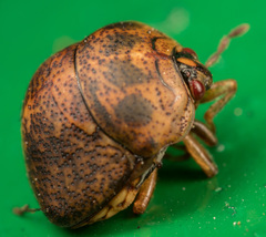 Megacopta laeviventris