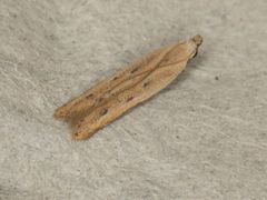 Mesophleps adustipennis