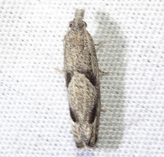 Pelochrista corosana