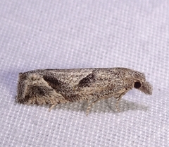 Pelochrista corosana