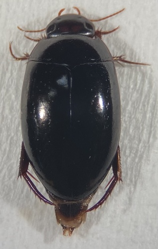 Platambus semivittatus