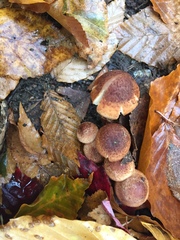 Gymnopilus luteofolius