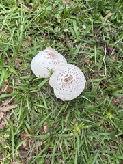 Chlorophyllum molybdites image
