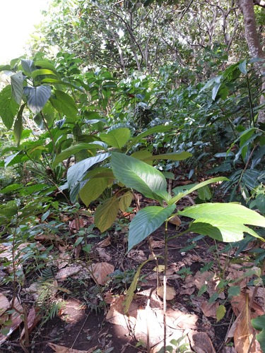 Mussaenda macrophylla, photograph 4