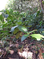 胡正恆(Jackson Hu), CC BY, iNaturalist via GBIF Mussaenda macrophylla, photograph 胡正恆(Jackson Hu), CC BY, iNaturalist via GBIF