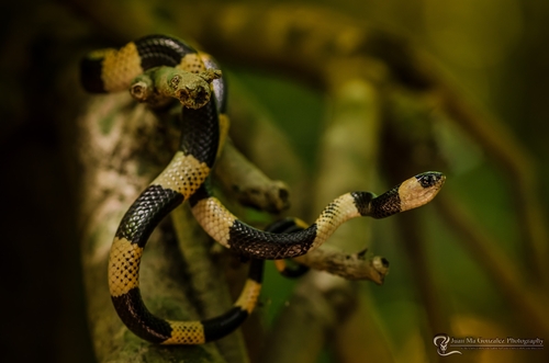 Gaige's Thirst Snail-eater (Dipsas gaigeae)