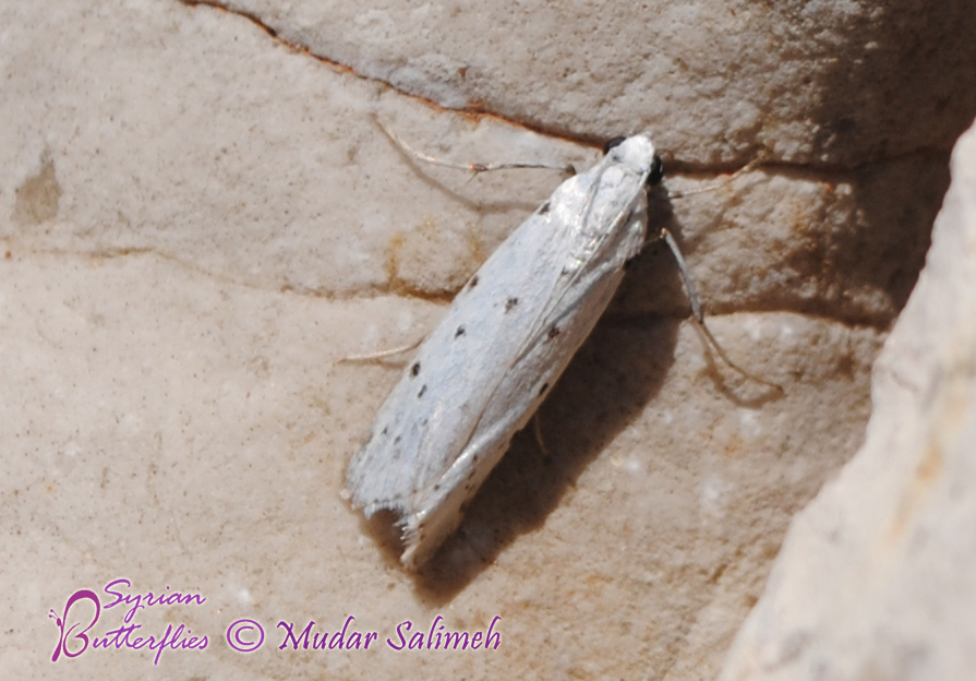 Myelois cribrella