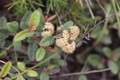 Pomaderris edgerleyi