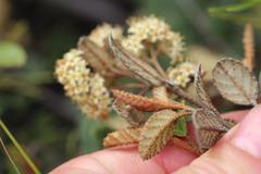 Pomaderris edgerleyi