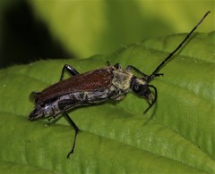 Trachysida mutabilis