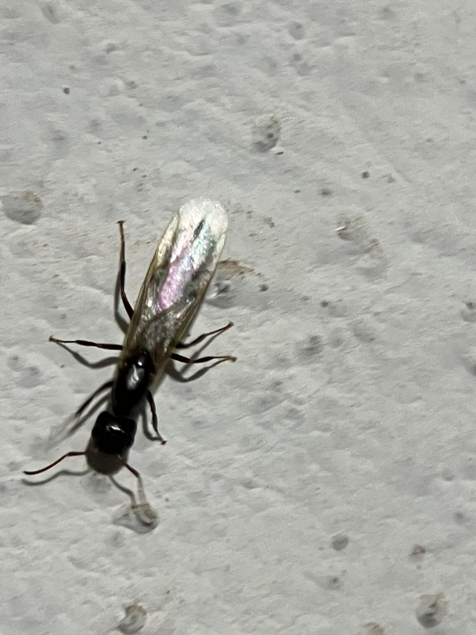 Camponotus barbatus