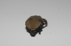 Hologymnetis cinerea