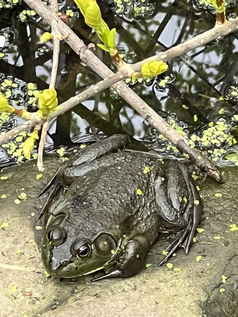 American Bullfrog from Conference House Park, New York, NY, US on April