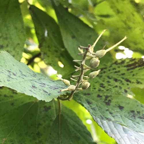 Clethra alnifolia
