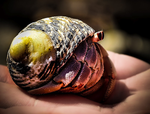 Ecuadorian Hermit Crab, photo 2 of 10
