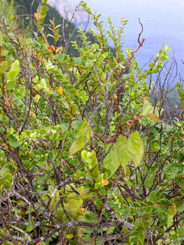 Phyllanthus pacificus observed 2003-07-03