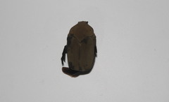 Hologymnetis cinerea