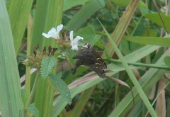 Eudamini