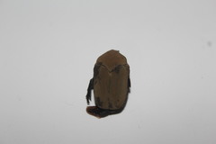 Hologymnetis cinerea