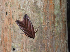 Hemicephalis paulina