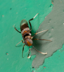 Homalotylus
