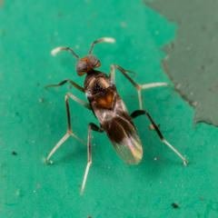 Homalotylus