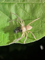Curicaberis