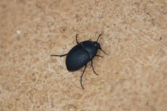 Eusattus reticulatus