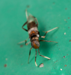 Homalotylus