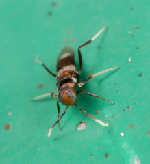Homalotylus