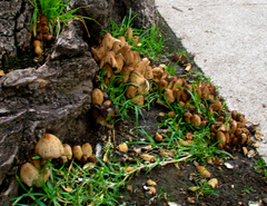 Coprinellus