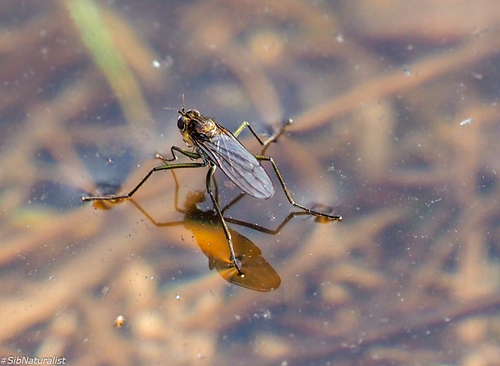 Hydrophorus borealis