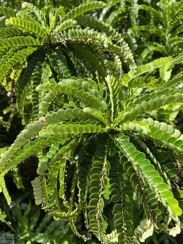 Phyllanthus palauensis
