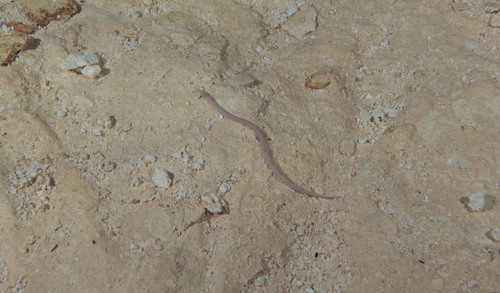 Blind Swamp Eel