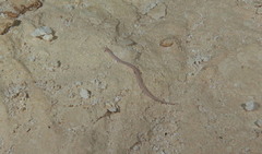 Ophisternon infernale