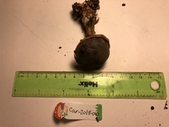 Xerocomellus zelleri