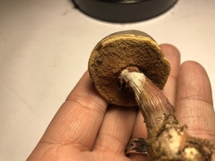 Xerocomellus zelleri